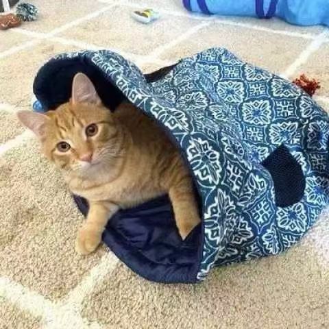 外贸猫咪帐篷猫袋 800个便宜处理！